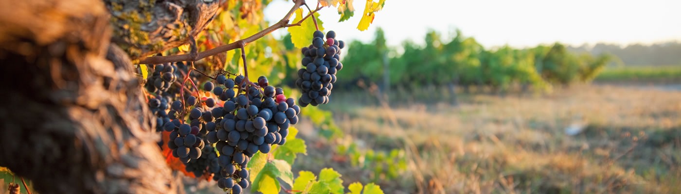 Quelques conseils d'installation de votre climatisation de cave à vin WineMaster...